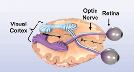 Visual Evoked Potential (VEP) - Lange Eye Care