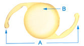 A - Arms ( haptics) B - Lens body (optic) The ACRYSOF® Natural IOL lens is a single-piece lens.  The arms (or haptics) that keep the lens centered and secure are made of the same soft acrylic material as the lens body.